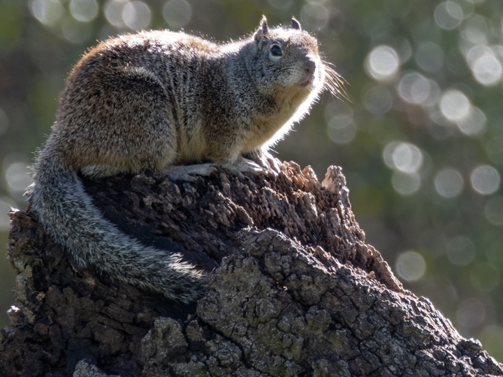 Squirrels of Effie Yeaw